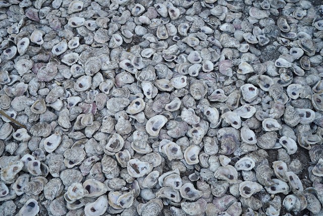 Oyster shells as gravel