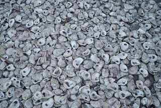 Oyster shells as gravel