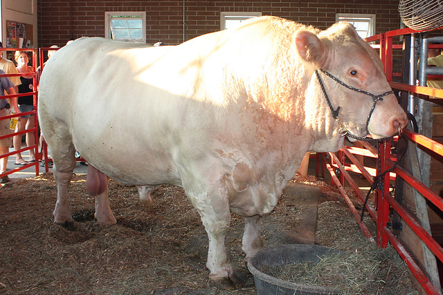 Buster, the 3022 pound bull