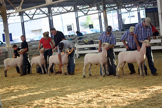 This sheep show cracked me up