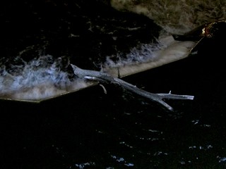 That log is gonna be stuck forever