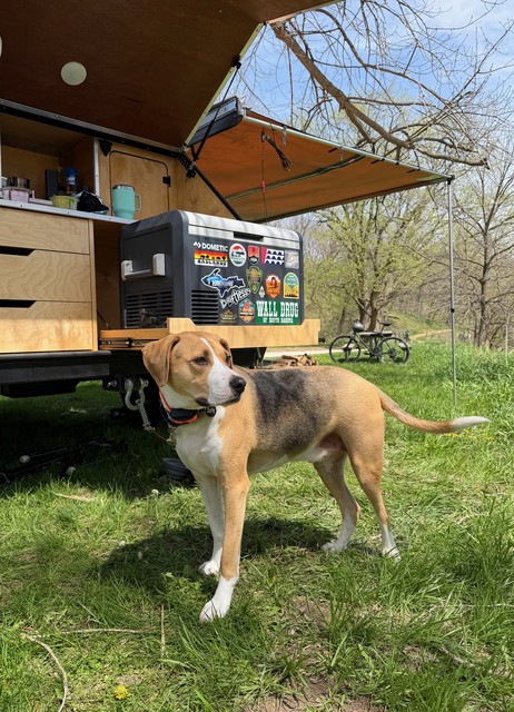Campin pup