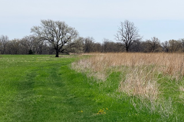Oak Savanna