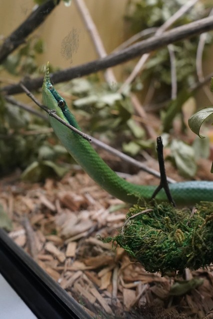 Rhinoceros Rat Snake