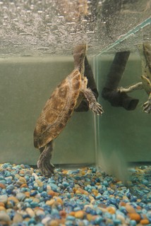 They gave this dude nothing to sit on. Just had to hang out like this to breathe.