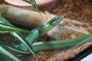 frame - A pretty green snake