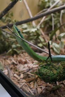 Rhinoceros Rat Snake