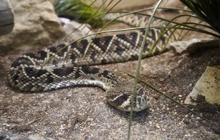 Snakes Alive. First timer