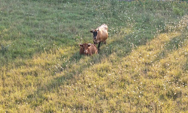 Sayin hi to the cows from our campsite