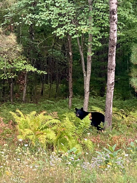 2 black bears just ran across the street in front of us