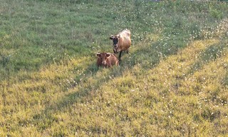 Sayin hi to the cows from our campsite