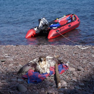 Hawk starting to come back to life