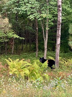 2 black bears just ran across the street in front of us