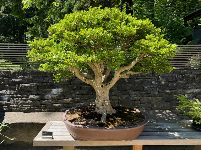 80 year old korean boxwood bonsai tree