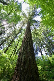 Some tall trees
