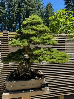 77 year old Japanese white pine bonsai tree