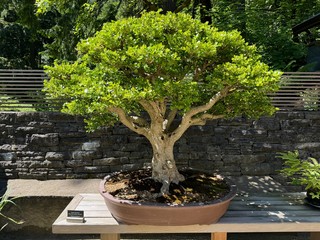 80 year old korean boxwood bonsai tree