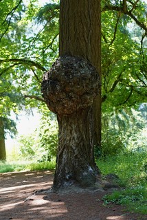 Look at this burl