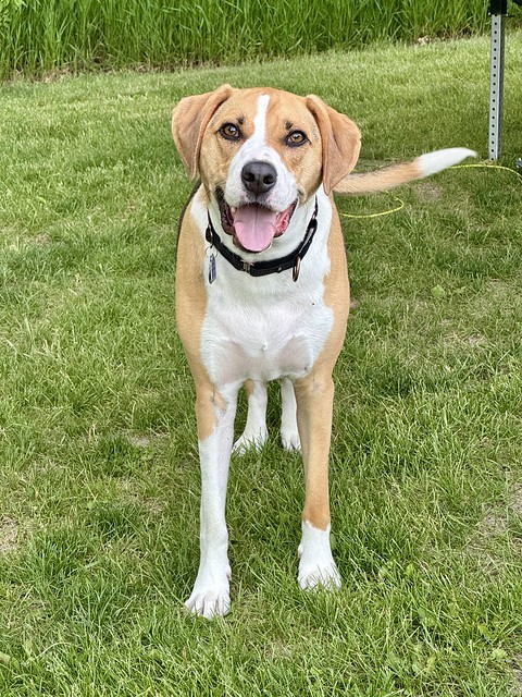 Happy pup with a tick crawling up his chest