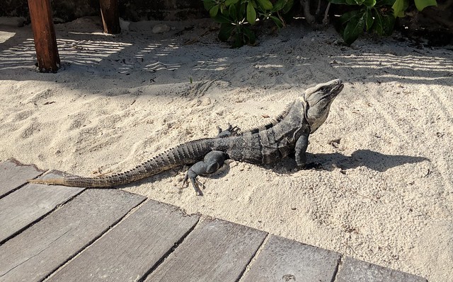 Look at this big guy