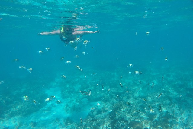 Look at all these fish