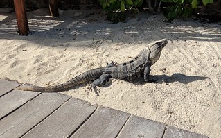 Look at this big guy