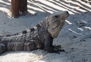 A real good lookin boy