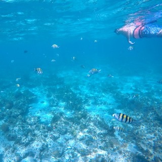 Swimmin with the fishes