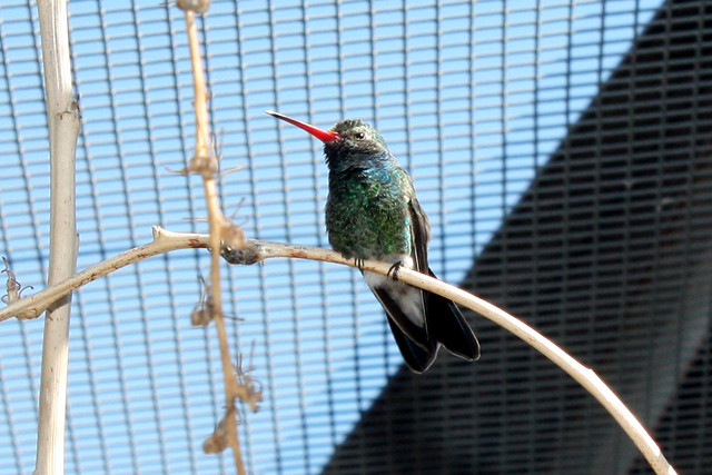 A Hummingbird