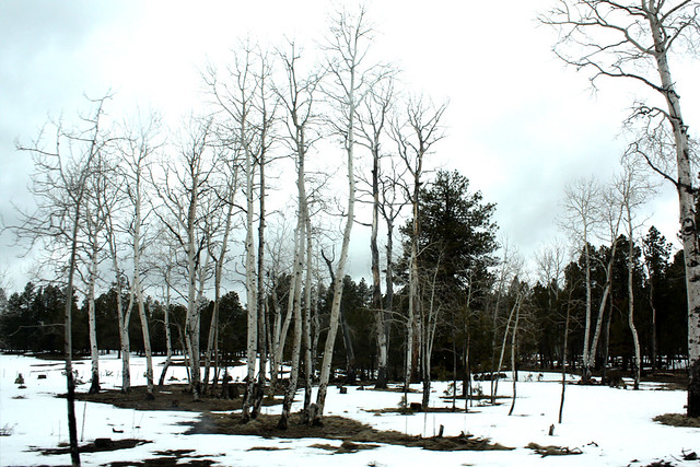 Birch Trees