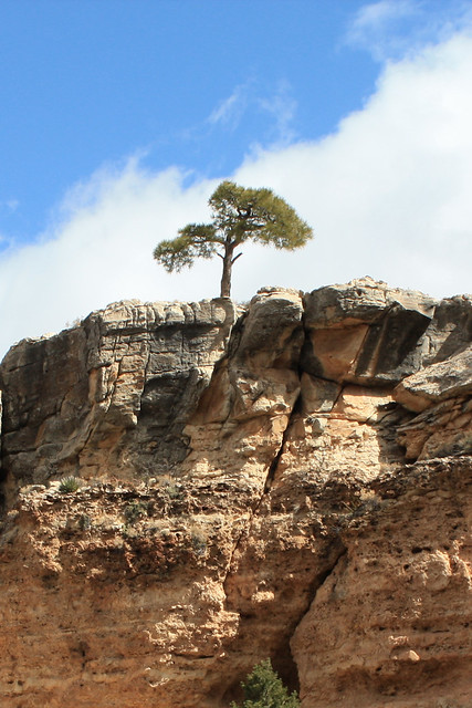 A tree in the rocks.