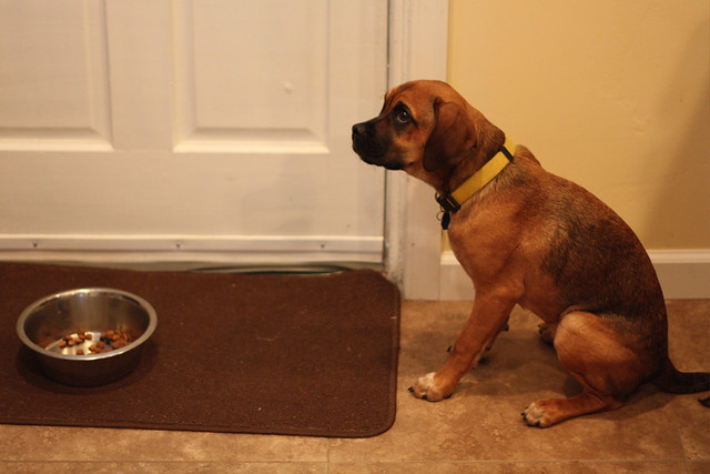 Ruby waiting for permission to eat