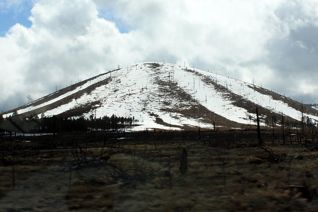 Dead trees on a mound.