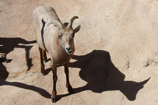 This goat cracks me up