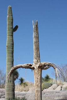 A live Saguaro and a dead Saguaro