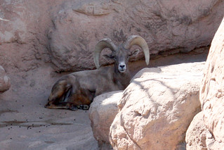 A Ram