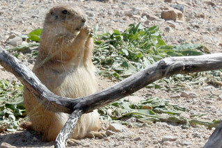 Prairie Dog Gettin Fatter