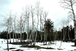 Arizona - Birch Trees