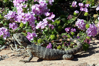 A random wild lizard hanging out