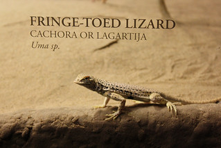 This Lizard posed under his nametag, ha.