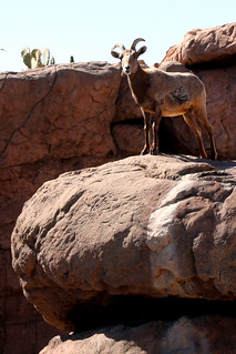 I don't get how hooved animals can climb rocks