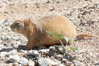 A Fat Prairie Dog