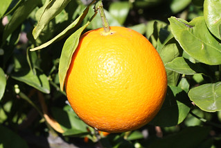 Grandpa has orange trees