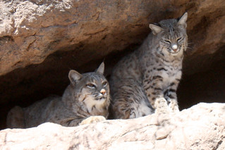 Bobcats