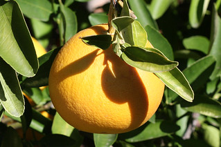 And grapefruit trees