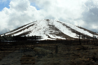Arizona - Dead trees on a mound.