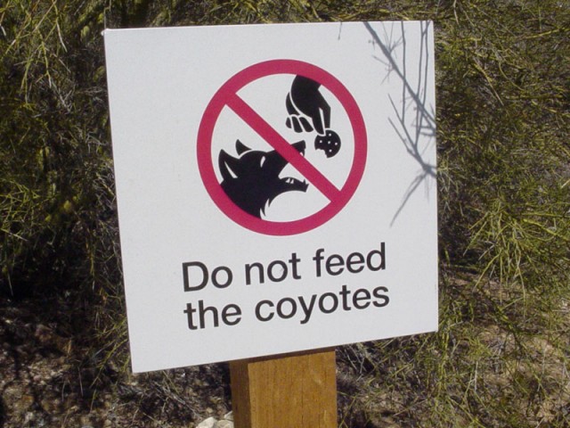 Do not feed the Coyotes
