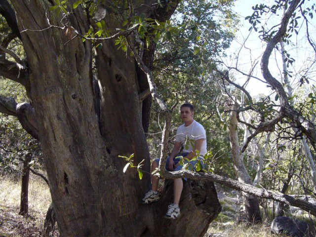 Sitting in an old tree on our hike