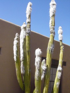 Arizona - Some weird hairy cactus