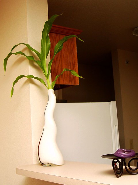 The housewarming plant I got Lindsey